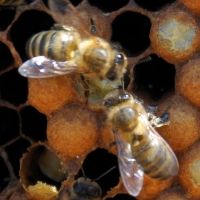 Watching carefully can show the bees actually chewing a pupa